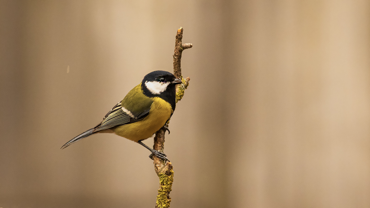 Great Tit — Ana fotoğraf